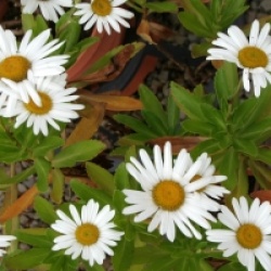 Nipponanthemum nipponicum  - Marguerite du Japon