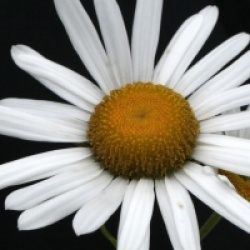 Nipponanthemum nipponicum 