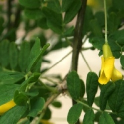 Acacia jaune pleureur