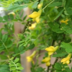 Caragana arborescens 'Pendula'