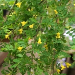 Caragana arborescens 'Pendula'
