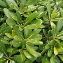 Pittosporum tobira 'Nanum'