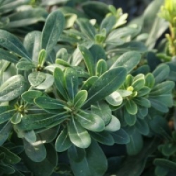 Pittosporum tobira 'Nanum'