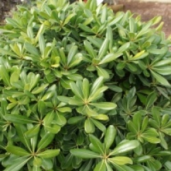 Pittosporum tobira nain