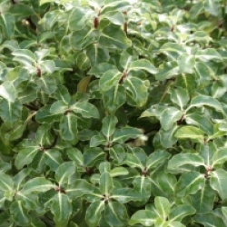 Pittosporum tenuifolium 'Gold Star'