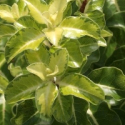 Pittosporum tenuifolium 'Gold Star'
