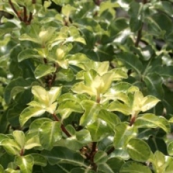 Pittosporum tenuifolium 'Gold Star'