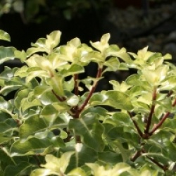 Pittosporum tenuifolium 'Gold Star'