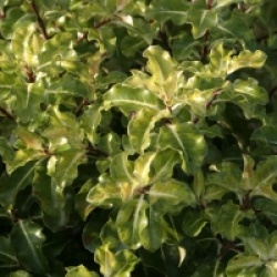 Pittosporum tenuifolium 'Gold Star'