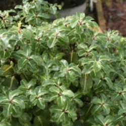Pittosporum tenuifolium 'Gold Star'