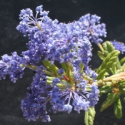 Ceanothus 'Concha' - C�anothe Concha