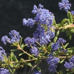 Ceanothus 'Concha'