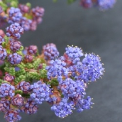 Ceanothus impressus 