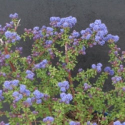 Ceanothus impressus 