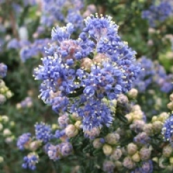 Ceanothus impressus 