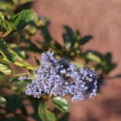 Ceanothus thyrsiflorus 'Repens'