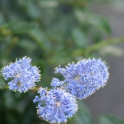 Ceanothus thyrsiflorus 'Repens'