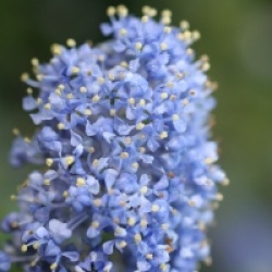 Ceanothus thyrsiflorus 'Repens'