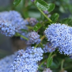 Ceanothus thyrsiflorus 'Repens'
