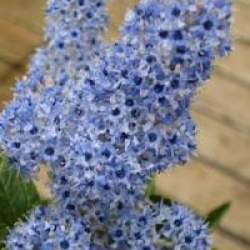 Ceanothus arboreus 'Trewithen Blue'
