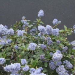 Ceanothus thyrsiflorus 'Repens'