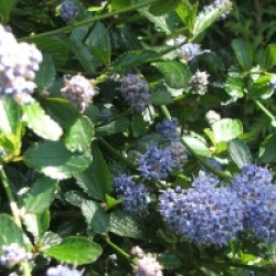 Ceanothus thyrsiflorus 'Repens'