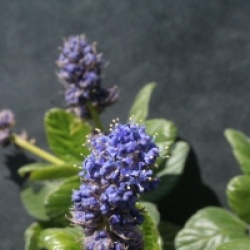 Ceanothus griseus var. horizontalis 'Yankee Point'