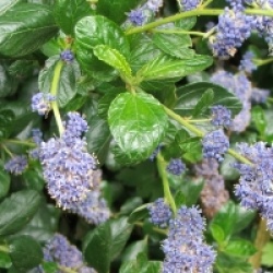 Ceanothus griseus var. horizontalis 'Yankee Point'