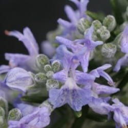 Rosmarinus officinalis 'Pointe du Raz'