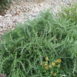 Rosmarinus officinalis 'Pointe du Raz'