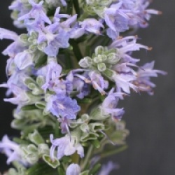 Rosmarinus officinalis 'Pointe du Raz' - Romarin rampant Pointe du Raz