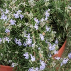 Rosmarinus officinalis 'Pointe du Raz'