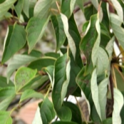 Cornus controversa 'Carpe Diem' - Cornouiller des pagodes nain
