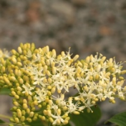 Cornus controversa 'Carpe Diem'