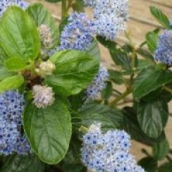 Ceanothus arboreus 'Trewithen Blue'
