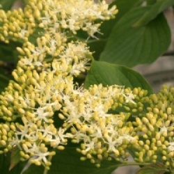 Cornus controversa 'Carpe Diem'