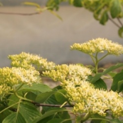 Cornus controversa 'Carpe Diem'