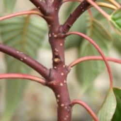Cornus controversa 'Carpe Diem'