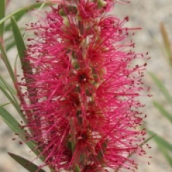 Callistemon 'Violaceus'