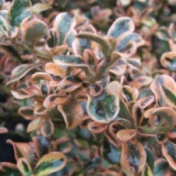 Coprosma Rainbow Surprise �