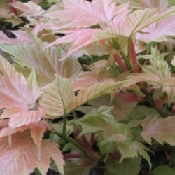 Acer pseudoplatanus 'Prinz Handjery'