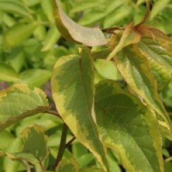 Stachyurus Joy Forever