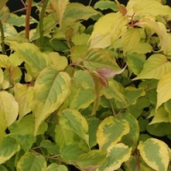 Stachyurus chinensis 'Joy Forever'