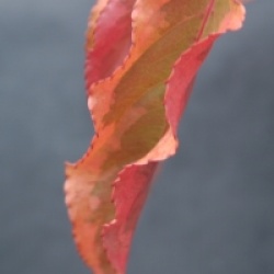 Stachyurus chinensis 'Joy Forever'