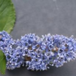 Ceanothus arboreus 'Trewithen Blue'