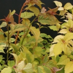 Stachyurus chinensis 'Joy Forever'