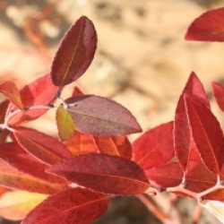 Zenobia pulverulenta 