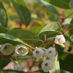 Zenobia pulverulenta 