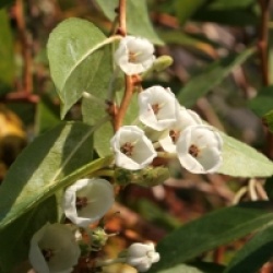 Zenobia pulverulenta 