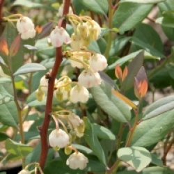 Zenobia pulverulenta 